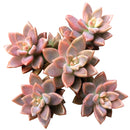 Buy 2" Graptosedum California Sunset online. This vibrant succulent forms compact rosettes with fleshy leaves that transition from soft green to warm shades of orange, pink, and red in bright light. It thrives in bright, indirect light with well-draining soil and occasional watering. A beautiful choice for succulent collections, colorful arrangements, or sunny windowsills.