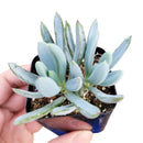 buy senecio mandraliscae blue chalk sticks live succulent 2 inch online, vivid powdery blue-green stems in bamboo pot, pencil-shaped fleshy upright leaves, forms dense spreading clusters, low water low fuss care routine