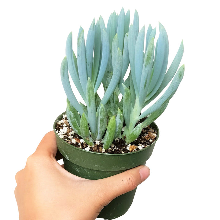 buy senecio mandraliscae blue chalk sticks live succulent 2 inch online, blue-grey spreading succulent in clay pot, pencil-like upright cylindrical leaves, tips blush purple in strong sun, slow-growing low-maintenance nature