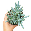 buy senecio mandraliscae blue chalk sticks live succulent 2 inch online, vivid powdery blue-green stems in bamboo pot, pencil-shaped fleshy upright leaves, forms dense spreading clusters, low water low fuss care routine