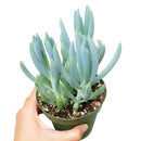 buy senecio mandraliscae blue chalk sticks live succulent 2 inch online, vivid powdery blue-green stems in bamboo pot, pencil-shaped fleshy upright leaves, forms dense spreading clusters, low water low fuss care routine