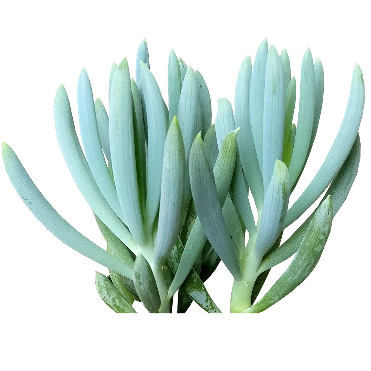 buy senecio mandraliscae blue chalk sticks live succulent 2 inch online, powdery blue-green cylindrical leaves, fleshy finger-like upright stems, waxy farina coating, spreading low-growing mat form, drought tolerant easy care