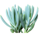 buy senecio mandraliscae blue chalk sticks live succulent 2 inch online, vivid powdery blue-green stems in bamboo pot, pencil-shaped fleshy upright leaves, forms dense spreading clusters, low water low fuss care routine