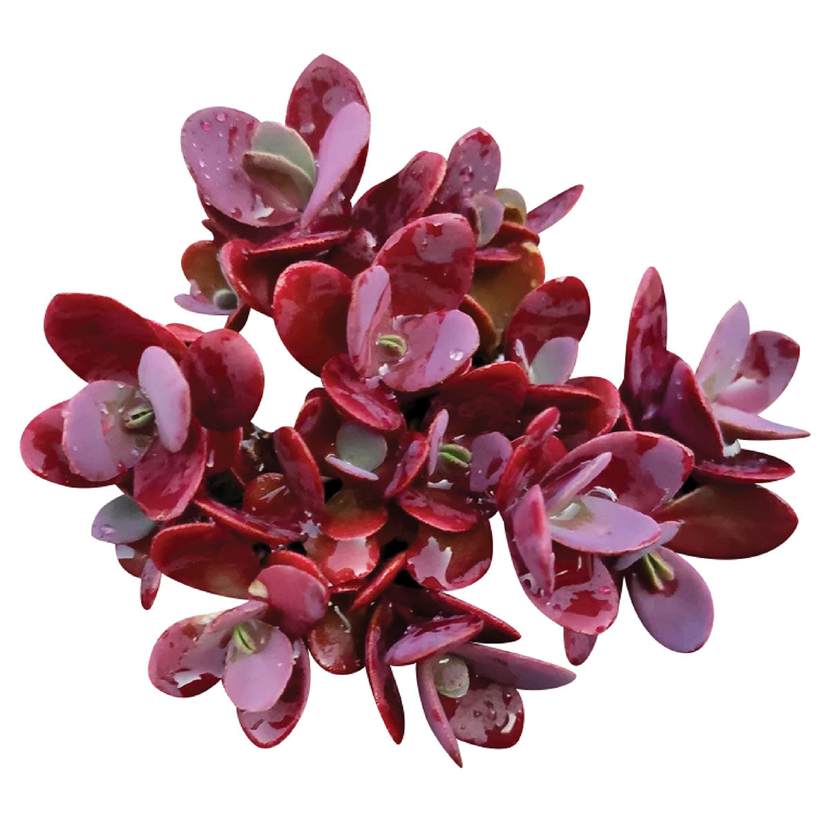 buy cherry tart sedum sunsparkler live succulent 4 inch online, bold cherry-red rounded fleshy leaves, compact spreading groundcover habit, vivid seasonal color from spring to fall, drought tolerant and virtually pest free, stunning tabletop or patio accent, ideal gift for succulent lovers