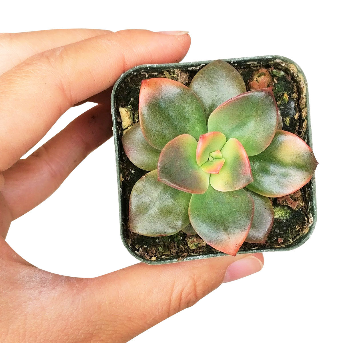 2 inch echeveria chroma succulent live succulent for sale in white modern pot, bold multicolor rosette with vivid pink orange and purple hues, dense clumping rosette growth habit, shiny thick leaves with deep maroon accents