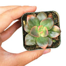 buy echeveria chroma succulent live succulent 2 inch online in bamboo pot, multicolor rosette with deep rose maroon orange and blush pink variegated fleshy leaves, shrubby clumping succulent with offset-forming habit