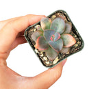 buy echeveria chroma succulent live succulent 2 inch online in bamboo pot, multicolor rosette with deep rose maroon orange and blush pink variegated fleshy leaves, shrubby clumping succulent with offset-forming habit