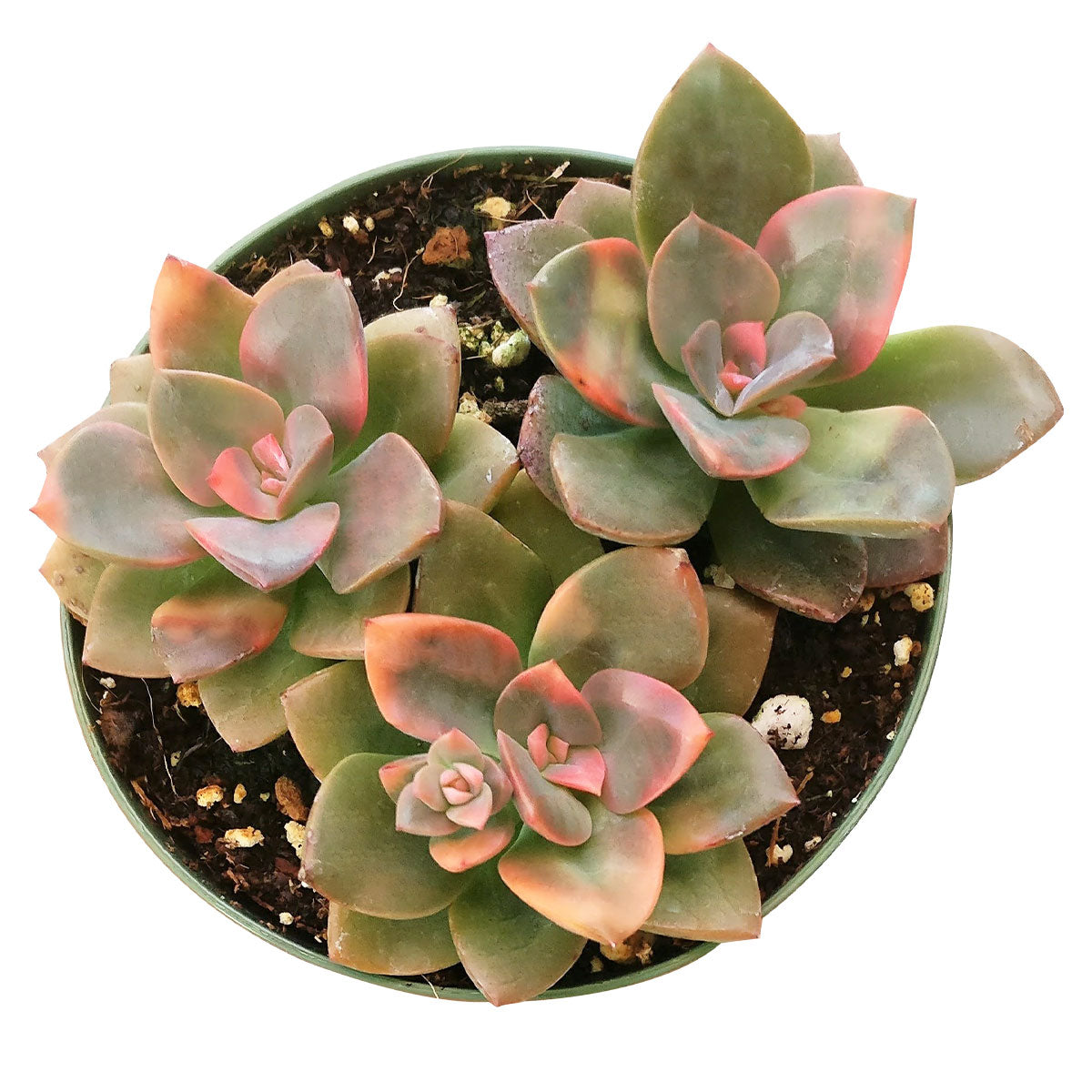 2 inch echeveria chroma succulent live succulent for sale, thick fleshy rosette leaves in blue-green purple and apricot tones, shrubby clumping habit with multiple offsets, tie-dye variegation pattern on glossy succulent foliage