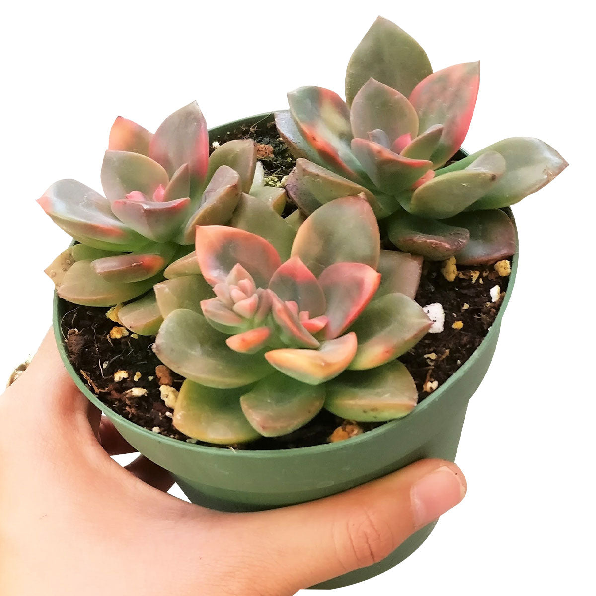 buy echeveria chroma succulent live succulent 2 inch online in clay pot, warm peachy pink and rose variegated rosette leaves, compact slow-growing clumping form, fleshy textured foliage with seasonal color variation, easy care and drought tolerant