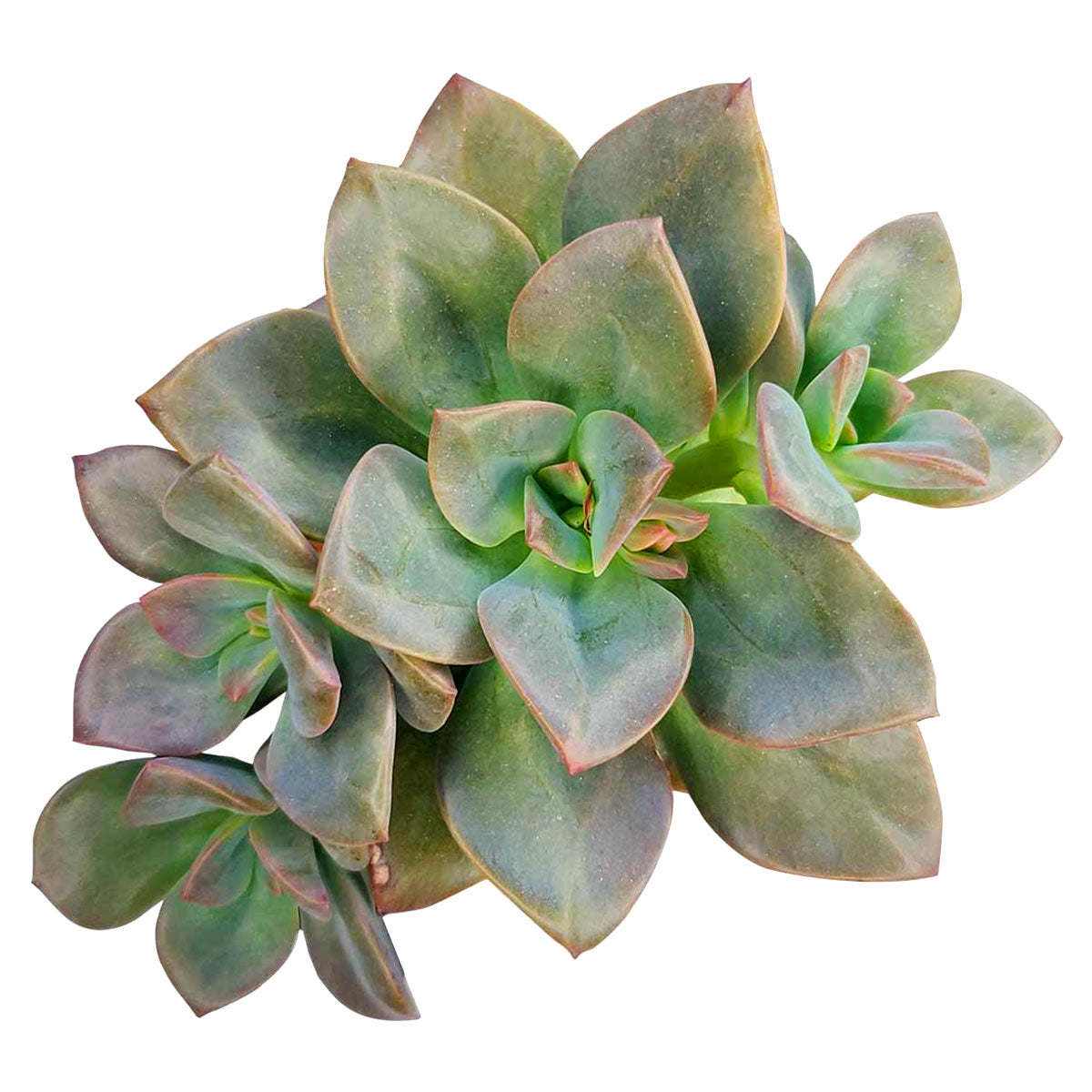 buy echeveria chroma succulent live succulent 2 inch online, vibrant multicolor rosette with pink purple and peach variegated fleshy leaves, compact clumping growth form, seasonal color-changing foliage, drought tolerant low-maintenance care