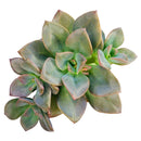 buy echeveria chroma succulent live succulent 2 inch online in bamboo pot, multicolor rosette with deep rose maroon orange and blush pink variegated fleshy leaves, shrubby clumping succulent with offset-forming habit
