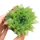 Haworthia Cooperi for sale, succulents shop in California, how to grow succulents, monthly succulents, indoor succulents, succulent care tips, succulent care, succulent subscription, cactus, Haworthia Cooperi in California, How to grow Haworthia Cooperi. indoor succulents