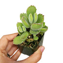 buy cotyledon tomentosa bear paw live succulent 4 inch online in plastic pot, lush green bear paw shaped leaves tipped in vivid red, dense slow-growing shrublet form, uniquely textured velvety surface, thrives in bright indirect light with minimal wa