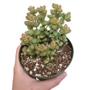 4 inch Crassula Brevifolia - Crassula rupestris var. monticola live succulent for sale, thick fleshy leaves in stacked spiral columns with speckled green and reddish pink coloring, slow growing clumping habit perfect for small spaces, beginner-friendly and water wise, bold architectural form for sunny shelves or patios, ideal birthday or holiday gift for plant enthusiasts in a bamboo pot