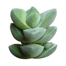 buy crassula moonglow succulent live succulent 2 inch online, dense compact columns of gray-green velvet leaves forming tight sculptural tower in clay pot, hybrid crassula with powdery silver leaf coating and apricot spring flowers, bright light lover with minimal watering needs, striking accent for shelf or windowsill display, memorable rare succulent gift for any occasion