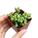 4 inch Crassula Brevifolia - Crassula rupestris var. monticola live succulent for sale, thick fleshy leaves in stacked spiral columns with speckled green and reddish pink coloring, slow growing clumping habit perfect for small spaces, beginner-friendly and water wise, bold architectural form for sunny shelves or patios, ideal birthday or holiday gift for plant enthusiasts in a bamboo pot