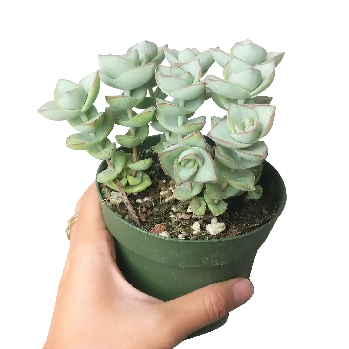 4 inch crassula ivory towers - crassula x perforata live succulent for sale, silvery stacked leaf pairs skewered along an upright stem, powdery blue farina coating on leaves, clumping growth habit, south africa native and drought hardy, a striking floor or windowsill plant for boho and modern spaces, charming gift for succulent enthusiasts