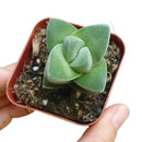 buy crassula moonglow succulent live succulent 2 inch online, dense compact columns of gray-green velvet leaves forming tight sculptural tower in clay pot, hybrid crassula with powdery silver leaf coating and apricot spring flowers, bright light lover with minimal watering needs, striking accent for shelf or windowsill display, memorable rare succulent gift for any occasion