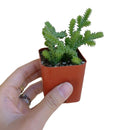 buy crassula watch chain - crassula muscosa live succulent 2 inch online, distinctive moss-like branching stems with tightly packed scale leaves, light green to bronze-tipped coloring depending on light exposure, compact then cascading growth habit over time, suited for terrariums open-air rock gardens and small containers, architectural statement piece for any indoor plant display, thoughtful and unique succulent gift for any occasion