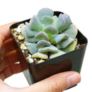 buy echeveria cubic frost live air plant 4 inch online, pale blue-gray frosted succulent rosette with distinctive angular leaf structure and metallic sheen, larger mature specimen with fuller rosette presentation and sculptural form, demands consistent rotation every two weeks to maintain even growth and prevent one-sided development, intolerant of direct air conditioning and heater output affecting leaf health, striking modern planter accent for contemporary interiors, premium gift option for serious succu