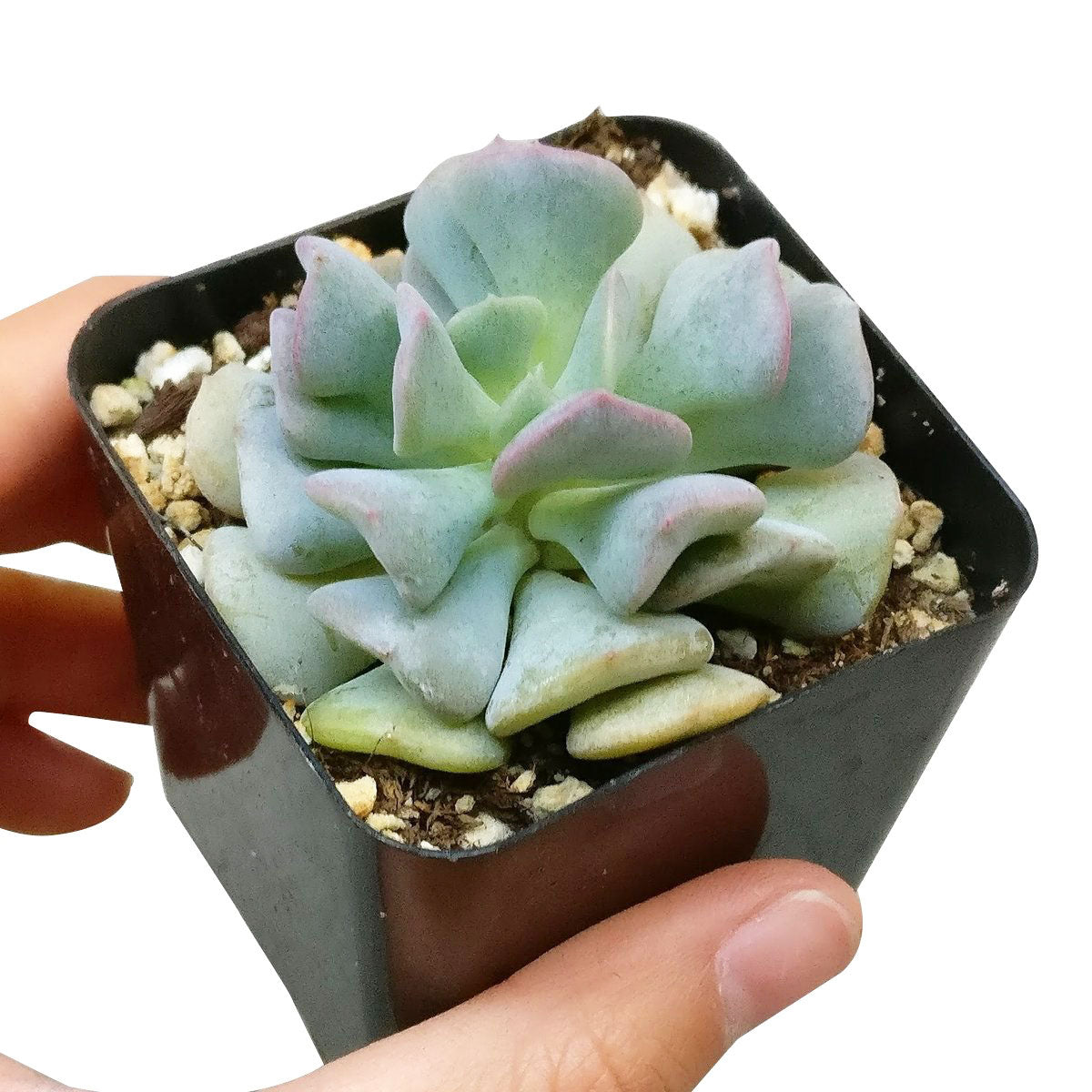 4 inch echeveria cubic frost live air plant for sale, icy blue-gray fleshy leaves with geometric stacked appearance and powdery protective coating, mature rosette form with moderate density and elegant sculptural presence, adapts to direct sun or partial shade environments with flexible light requirements, nighttime temperature reduction below 60 degrees fahrenheit essential for flowering response, stunning centerpiece for contemporary plant display, memorable gift for discerning plant parents