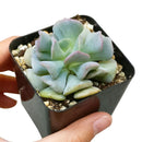 buy echeveria cubic frost live air plant 4 inch online, pale blue-gray frosted succulent rosette with distinctive angular leaf structure and metallic sheen, larger mature specimen with fuller rosette presentation and sculptural form, demands consistent rotation every two weeks to maintain even growth and prevent one-sided development, intolerant of direct air conditioning and heater output affecting leaf health, striking modern planter accent for contemporary interiors, premium gift option for serious succu