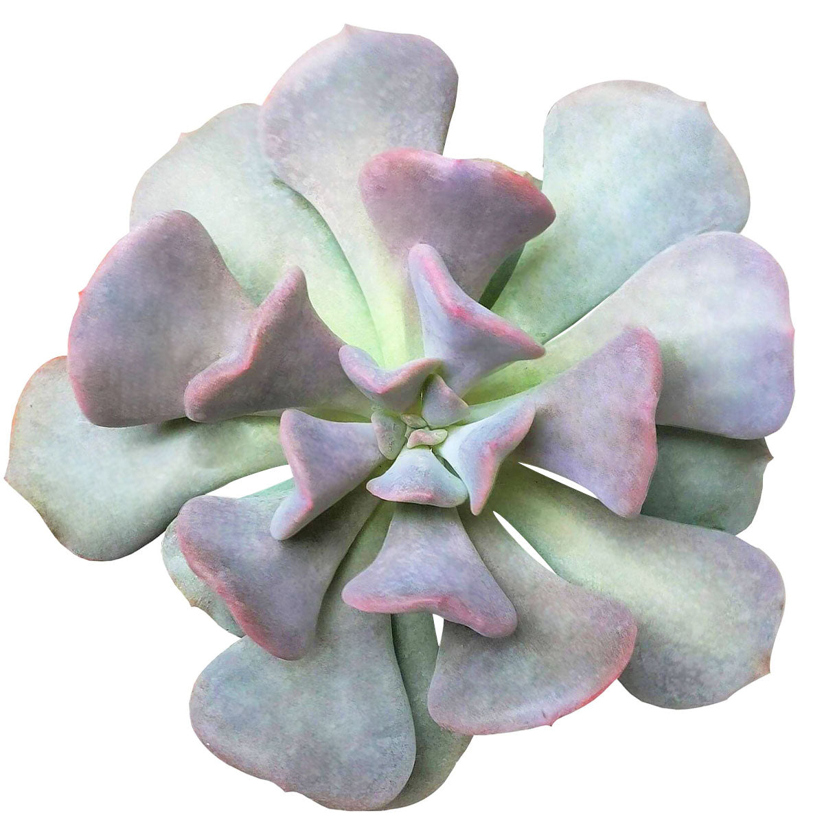 2 inch echeveria cubic frost live air plant for sale, silvery-white froshy rosette with angular architectural leaf structure, slow-growing compact succulent requiring minimal water, thrives in bright light conditions with occasional low-light tolerance, needs consistent nighttime temperature drops to encourage delicate blooms, perfect modern desk plant display, rare succulent gift for plant enthusiasts