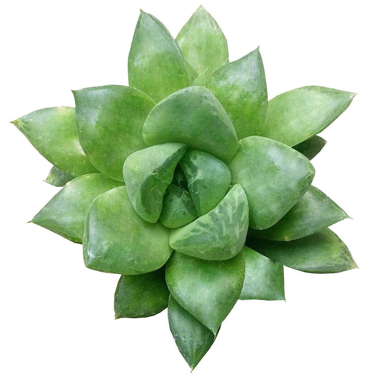 buy haworthia cuspidata succulent live succulent 2 inch online, bright green rosette form, thick fleshy pointed leaves, translucent star-shaped leaf windows, slow-growing clumping habit, drought tolerant low-maintenance care, perfect for minimalist desk decor, ideal beginner or new plant lover gift