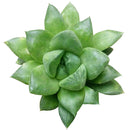 4 inch haworthia cuspidata succulent live succulent for sale, dense rosette of thick green leaves with pointed translucent tips, clumping offsetting growth habit, drought tolerant succulent requiring minimal watering, pet-safe and non-toxic for homes with children and animals, architectural focal point for modern boho or minimalist decor, makes a beautiful meaningful gift for any celebration
