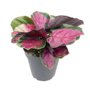 buy calathea rosy live houseplant 2" pot online, large oval leaves in watercolor pink and deep green, naturally humidifying tropical foliage plant, pet friendly and child safe, slow steady grower with dramatic visual presence, stunning living decor for any interior, a beautiful gift that grows with care