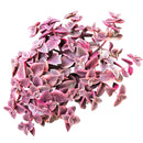 4 inch calico kitten crassula - crassula pellucida f. variegata live succulent for sale, dainty trailing succulent with colorful calico-inspired variegated foliage in pink cream purple and green, long arching stems up to 12 inches create a cascading spilling effect, low maintenance and pet safe for worry-free indoor display, thrives in bright indirect light with dry well-draining soil, a beautiful bohemian decor element for baskets shelves or outdoor patios, an unforgettable and unique plant gift for any oc