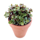 Callisia Repens Creeping Inch Plant, Turle Vine, Bolivian Jew, Succulents for sale, Best Indoor Plant, Creeping Basketplant, Succulent gift ideas, Succulent home decor