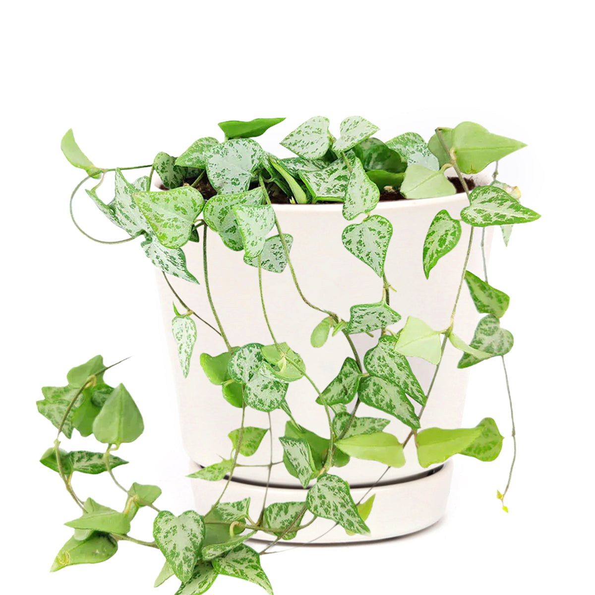6 inch ceropegia woodii string of arrows live houseplant for sale, full view of cascading vines spilling elegantly from a grower pot, narrow arrow leaves with pale green venation on a reddish-brown vine, drought-tolerant and beginner-friendly trailing succulent, beautiful boho home decor accent for shelves and windowsills, thoughtful rare plant gift for any occasion