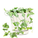 buy ceropegia woodii string of arrows live houseplant 6 inch online, lush trailing succulent vine with multiple pairs of deep green arrow-shaped leaves with minty white patter