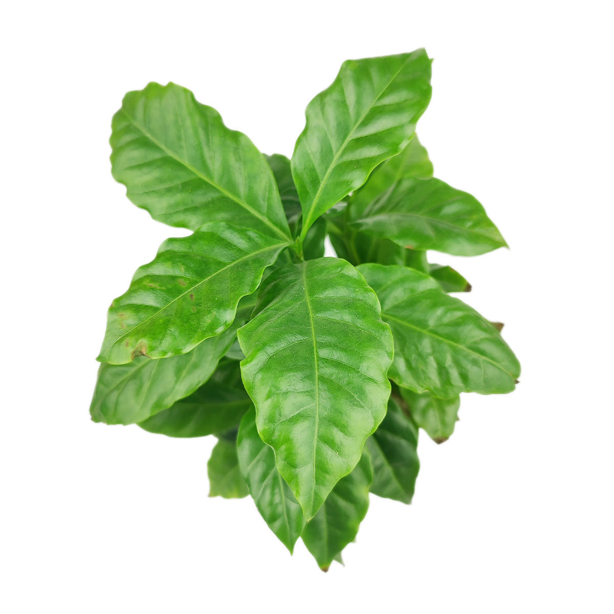 coffee plant as houseplant, Coffea arabica in a pot, how to care for coffee plant 