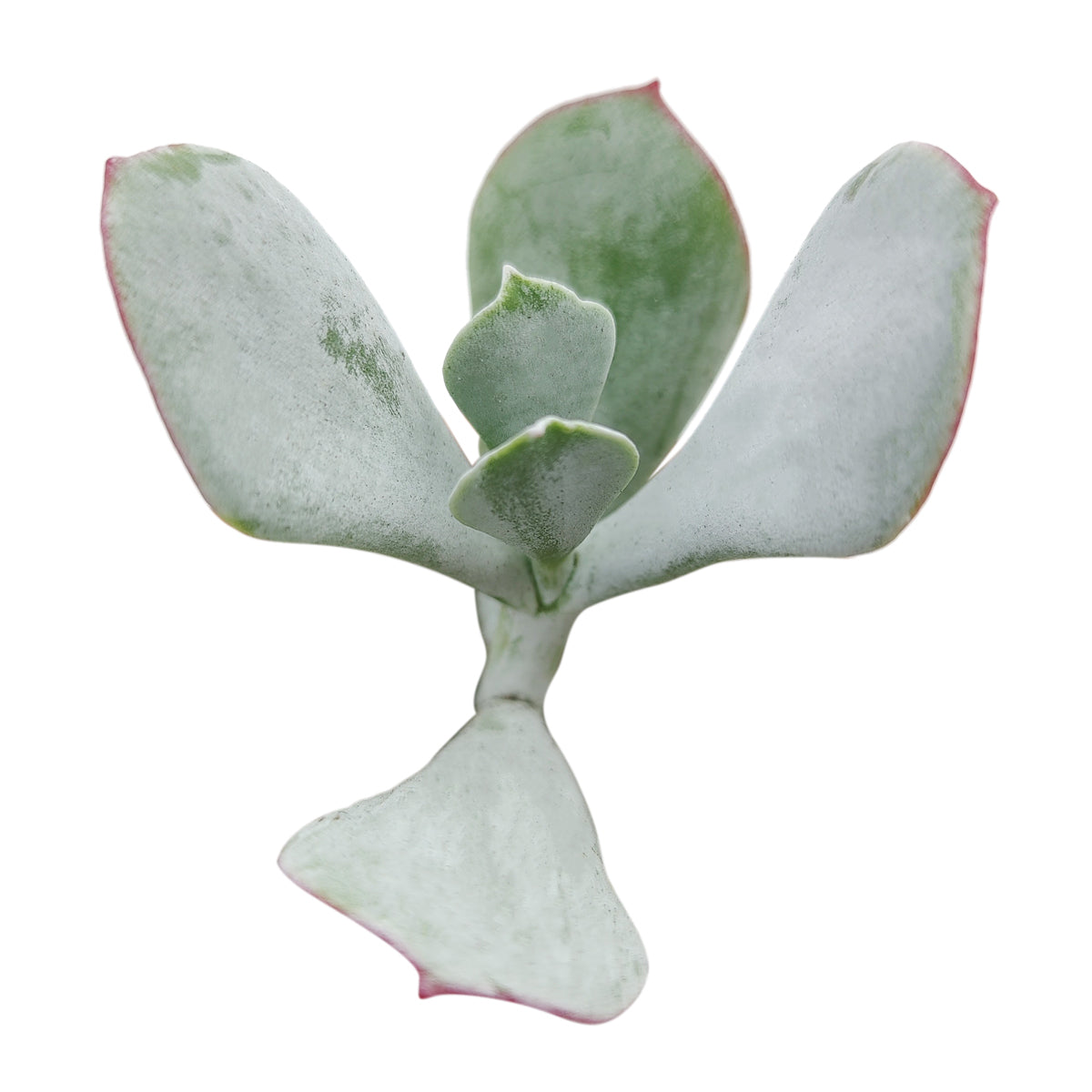 2 inch Cotyledon Orbiculata Pig's Ear live succulent for sale, thick round leaves resembling a pig's ear in warm grey tones, waxy white farina coating naturally protecting the foliage, bushy upright growth habit with sculptural form, thrives in full