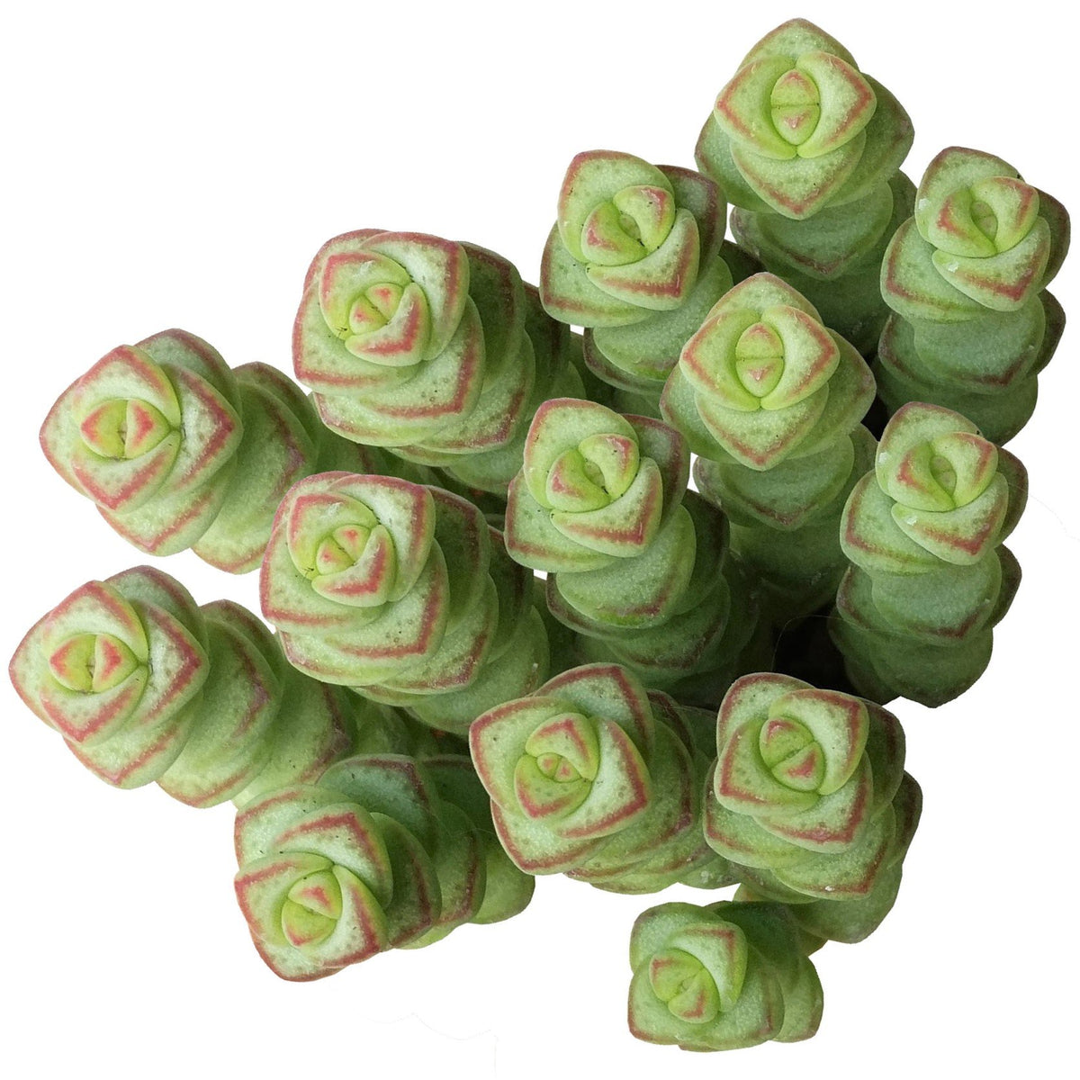 2 inch Succulent Randomly Picked, Types of succulents for sale, Colorful Succulents Collection