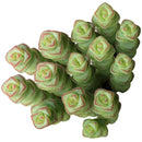2 inch Succulent Randomly Picked, Types of succulents for sale, Colorful Succulents Collectionv