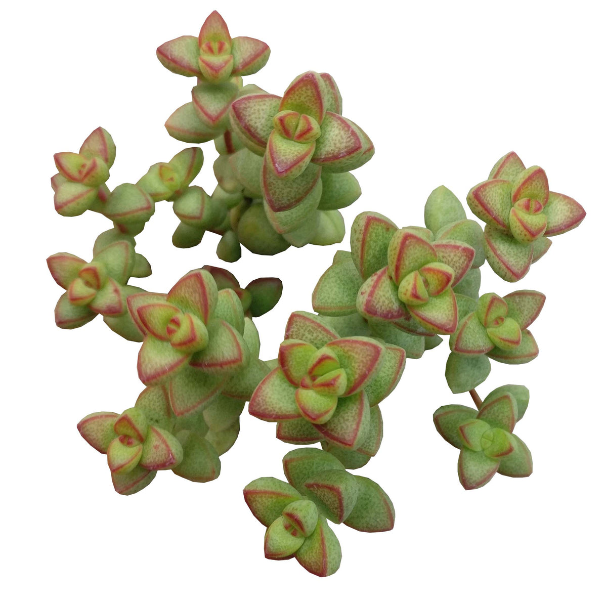 buy Crassula Brevifolia - Crassula rupestris var. monticola live succulent 4 inch online, speckled green fleshy triangular leaves with reddish pink margins, clumping upright growth habit, fuzzy leaf texture, drought tolerant slow grower, architectural statement plant for bright windowsills, perfect succulent gift for plant lovers in a plastic pot