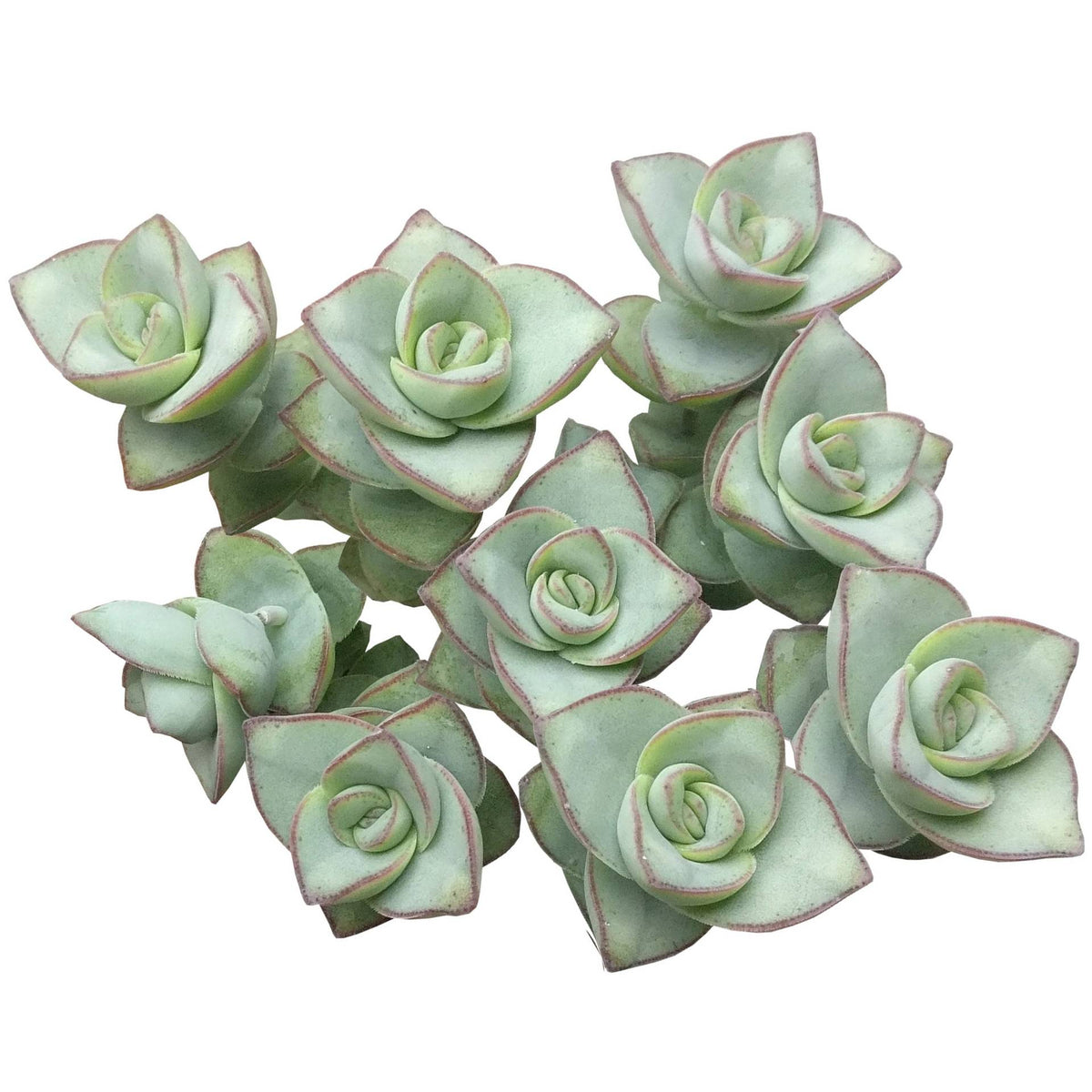 4 inch crassula ivory towers - crassula x perforata live succulent for sale, pistachio green leaves developing pink blush in bright light, pagoda-like stacked leaf arrangement, thick farina-coated foliage, slow-growing and easy to care for, elegant tabletop statement plant for minimalist home decor, perfect succulent birthday or housewarming gift