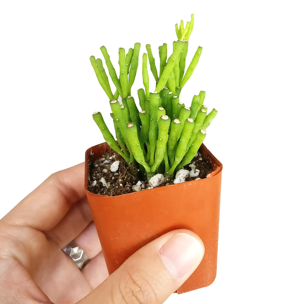 4 inch dancing bones hatiora salicornioides cactus live cactus for sale in clay pot, club-shaped segmented stems cascading gracefully in all directions, lush forest green tropical epiphytic cactus form, vivid orange-yellow bell blooms in late winter to early spring, pet safe non-toxic and easy to propagate by stem cuttings, a natural earthy statement plant for shelves and baskets, a treasured one-of-a-kind plant gift