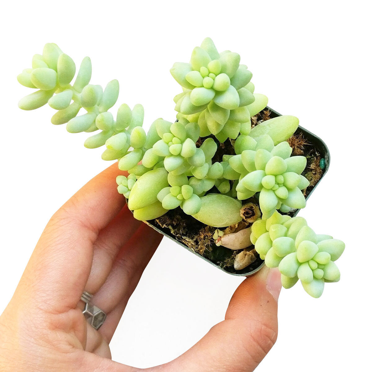 sedum donkey's tail, sedum burrito, succulents garden, how to grow succulents, monthly succulents, cactus, Succulents, succulent care guide, succulents store in CA, indoor succulents, sedum donkey's tail in California, How to grow sedum donkey's tail, Indoor Succulents