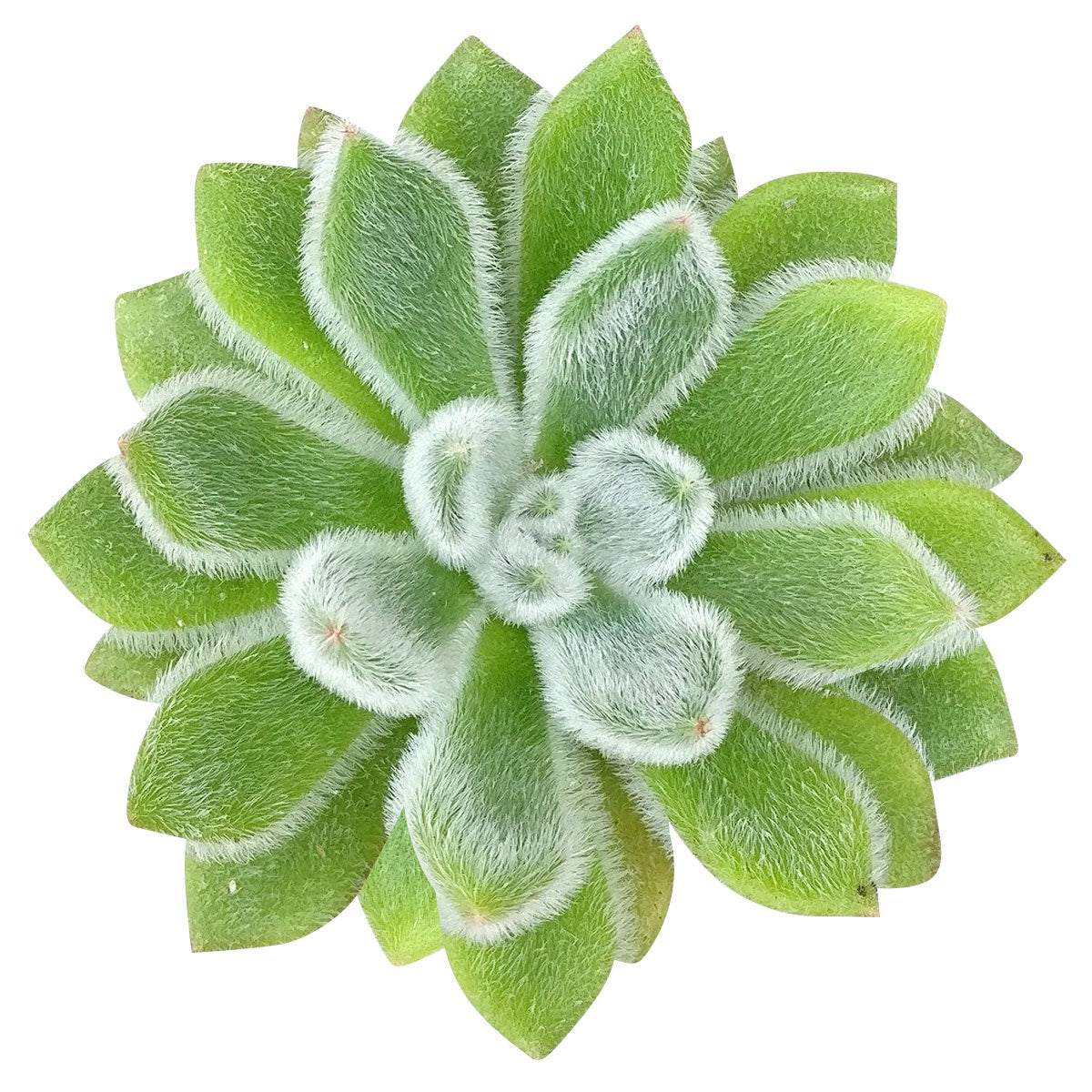 4 inch echeveria doris taylor succulent - woolly rose live succulent for sale, open apple-green rosette covered in glistening silver cilia, red blush leaf tips in bright light, offsetting clumping growth habit, low maintenance succulent, elegant addition to a boho shelf or succulent arrangement, thoughtful plant gift for home decor enthusiasts