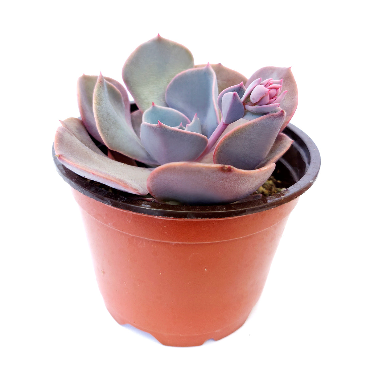 4 inch echeveria dusty rose live succulent for sale, wide spatulate pinkish-violet leaves, iridescent farina coating, rosette clustering growth habit, pet-friendly and easy care, stunning windowsill accent plant, thoughtful gift for succulent enthusiasts