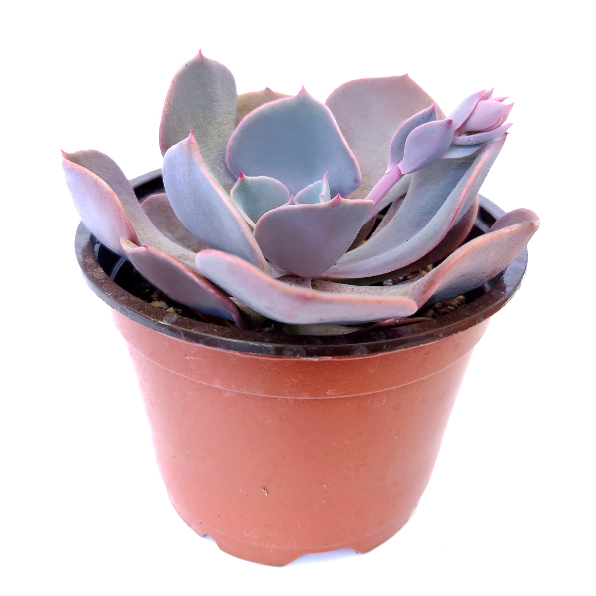 buy echeveria dusty rose live succulent 2 inch online, pastel rose-toned leaf rosette in clay pot, powdery muted violet coloration, sun-stress color intensification, drought tolerant and beginner friendly, charming patio or shelf decor, a beautiful gift for succulent collectors