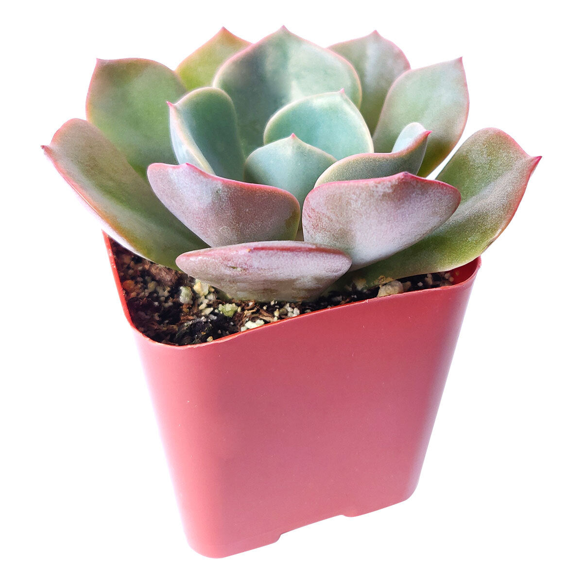 4 inch echeveria dusty rose live succulent for sale, soft pink and lavender fleshy leaves, natural wax coating for full-sun tolerance, compact rosette form with free-offsetting habit, low watering needs, stylish modern home accent plant, an ideal gift for houseplant lovers