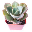 buy echeveria dusty rose live succulent 2 inch online, dusty rose hued rosette with pink margins, farina-dusted sculptural leaf texture, slow-growing architectural form, thrives in bright sunny windows, elegant minimalist decor accent, a unique and memorable succulent gift
