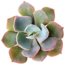 buy echeveria dusty rose live succulent 2 inch online, dusty rose hued rosette with pink margins, farina-dusted sculptural leaf texture, slow-growing architectural form, thrives in bright sunny windows, elegant minimalist decor accent, a unique and memorable succulent gift