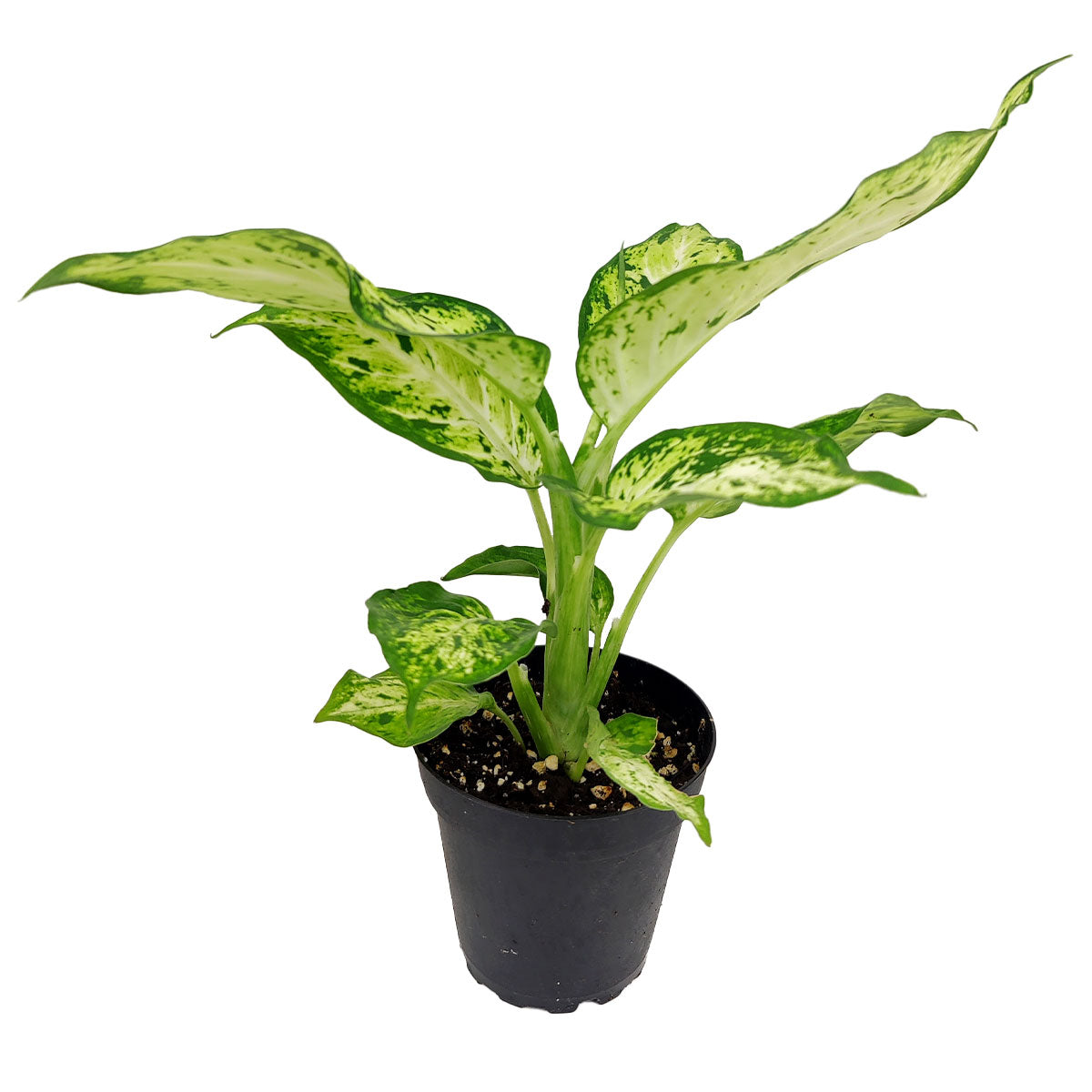 6 inch dieffenbachia amy live air plant for sale, white splashed green foliage, sharp pointed leaf edges, medium light tolerant, fast growing houseplant, beautiful interior accent plant