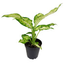 buy dieffenbachia amy live air plant 4 inch plastic pot online, dramatic variegation white yellow green, bold tropical look, upright spreading habit, forgiving easy care plant, indoor gift perfect for office